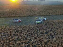 durra skörda, i la pampa, argentina foto