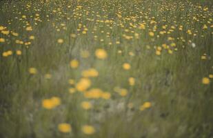 vild blommor i vår, patagonien, argentina foto