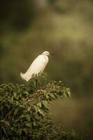 vit häger, uppflugen på de vegetation, pantanal , Brasilien foto