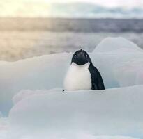 adelie pingvin, juvenil på is, paulet ö, antarctica foto