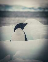 adelie pingvin, juvenil på is, paulet ö, antarctica foto