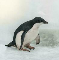 adelie pingvin, juvenil på is, paulet ö, antarctica foto