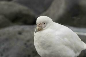 snöig skidnäbb , chionis alba på is, paulet ö, antartika foto