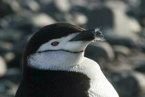 hakrem pingvin, paulet ö, Antarktis, vetenskaplig namn, pygoscelis antarcticus foto