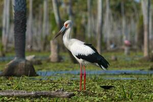 maguari stork, la estrella kärr, natur boka, formosa provins, argentina. foto