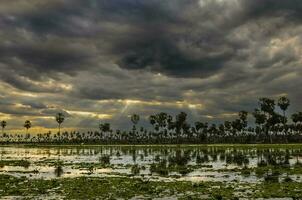 sunst palmer landskap i la estrella kärr, formosa provins, argentina. foto