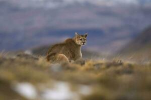 puma gående i berg miljö, torres del paine nationell parkera, patagonien, Chile. foto