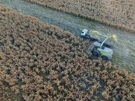 durra skörda, i la pampa, argentina foto