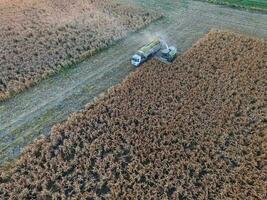 durra skörda, i la pampa, argentina foto