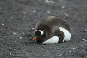 gentoo pingvin, hannah punkt, antartika foto