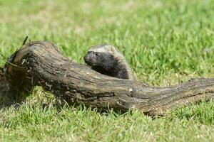 liten grison, pampas, patagonien, argentina foto