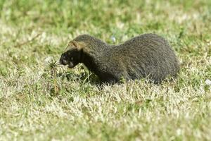 liten grison, pampas, patagonien, argentina foto