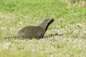 liten grison, pampas, patagonien, argentina foto