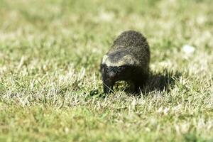 liten grison, pampas, patagonien, argentina foto