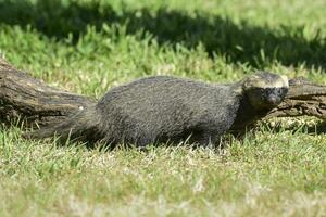 liten grison, pampas, patagonien, argentina foto