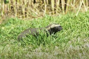 liten grison, pampas, patagonien, argentina foto