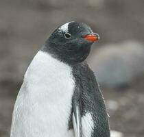 gentoo pingvin, hannah punkt, antartika foto