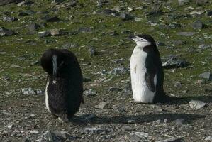 hakrem pingvin, paulet ö, Antarktis, vetenskaplig namn, pygoscelis antarcticus foto