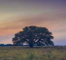 pampas landskap, ensam träd, la pampa, argentina foto