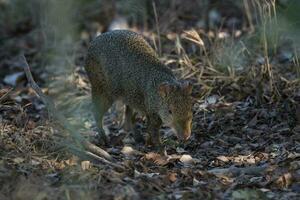 azaras agouti ,dasyprocta azarae, pantanal , Brasilien foto