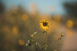 vild blomma, la pampa. patagonien, argentina foto