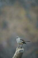 vit banded härmfågel, patagonien, argentina foto