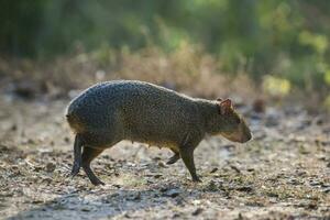 azaras agouti ,dasyprocta azarae, pantanal , Brasilien foto