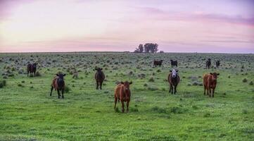 tjurar Uppfostrad med naturlig gräs, argentina foto