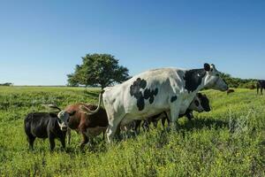 mejeri kor i pampas landskap, patagonien foto