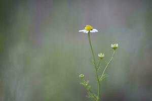 vild blommor, la pampa. patagonien, argentina foto