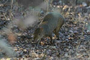 azaras agouti ,dasyprocta azarae, pantanal , Brasilien foto