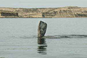 val bröst- fena, halvö valdes,, patagonien, argentina foto