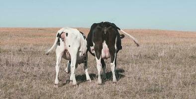 mejeri kor i pampas landskap, patagonien foto