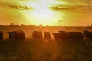 kor på solnedgång i la pampa, argentina foto