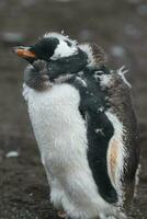 gentoo pingvin, hannah punkt, antartika foto