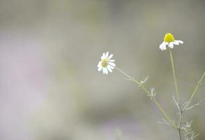 vild blommor, la pampa. patagonien, argentina foto