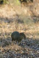 azaras agouti ,dasyprocta azarae, pantanal , Brasilien foto