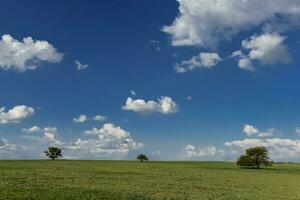 typisk träd av de pampean enkel, calden, prosopis caldenia, la pampa, argentina foto