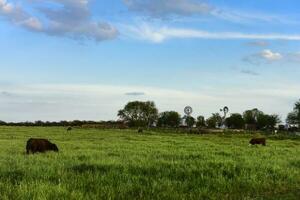tjurar Uppfostrad med naturlig gräs, buenos aires, Argentina foto