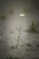 vild blommor, la pampa. patagonien, argentina foto