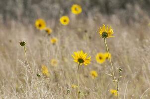 vild blommor i semi öken miljö, calden skog, la pampa argentina foto