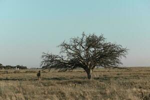 häst och ensam träd i pampas landskap foto