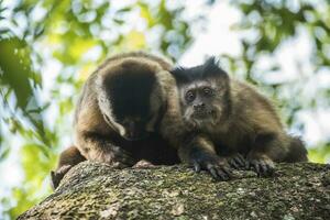 brun randig tuftade capuchin apa, amazon djungel, Brasilien foto