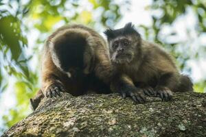 brun randig tuftade capuchin apa, amazon djungel, Brasilien foto