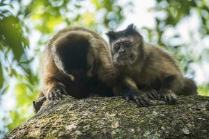 brun randig tuftade capuchin apa, amazon djungel, Brasilien foto