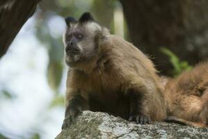 brun randig tuftade capuchin apa, amazon djungel, Brasilien foto