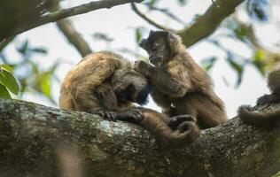 brun randig tuftade capuchin apa, amazon djungel, Brasilien foto