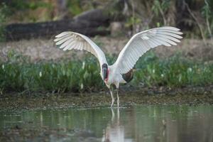 jabiru tar off,pantanal, Brasilien foto