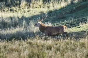 manlig röd rådjur i la pampa, argentina, parque luro, natur boka foto