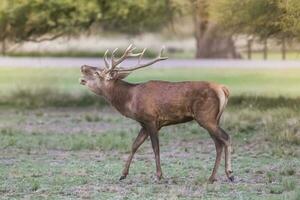 röd rådjur brunst säsong, la pampa, argentina foto